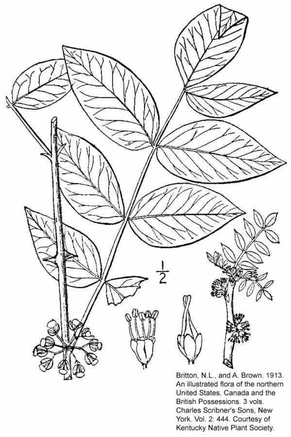                Leaf and inflorescence of    Zanthoxylum americanum                